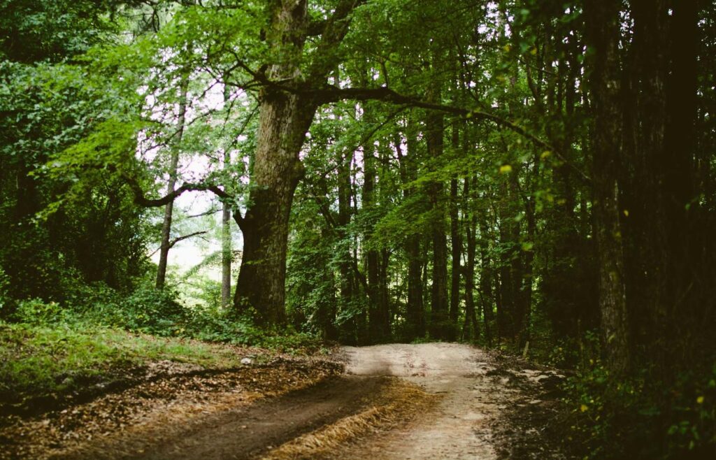 Whispering Pines Sanctuary